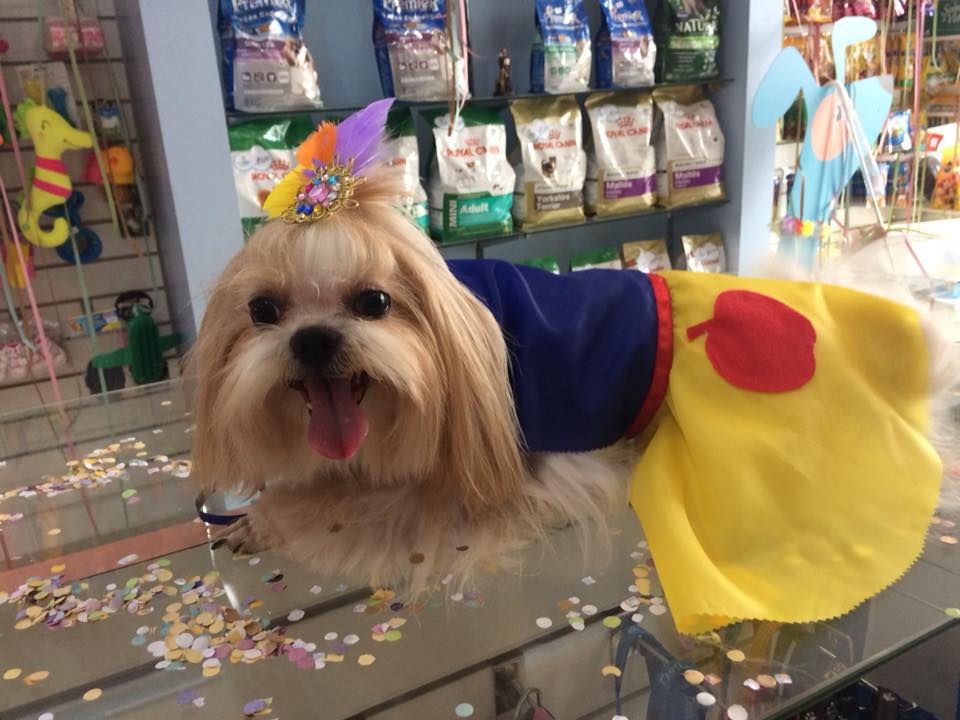 Pet fofo no Pet Funny